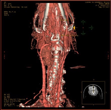 oncologia-animal.jpg