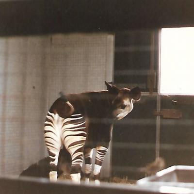 Auditoria Zoo 1