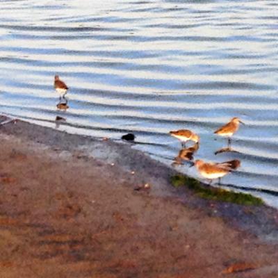 Aves Playa