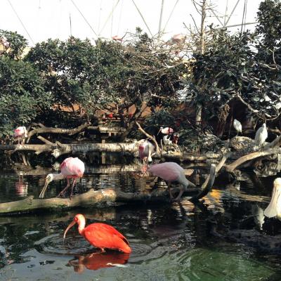 Aviario Europeo