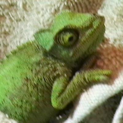 Camaleon