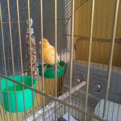 Canario