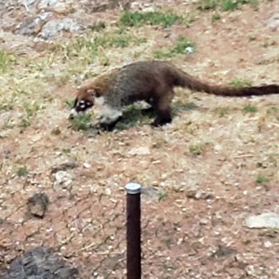 Coati