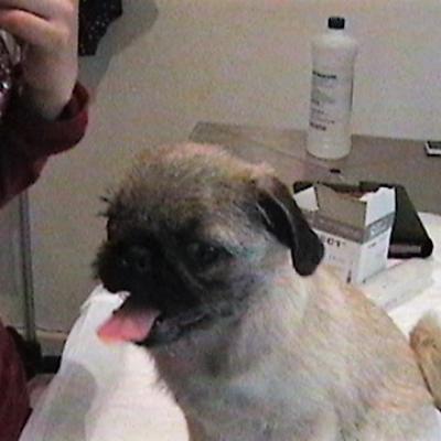 Consulta Pugg
