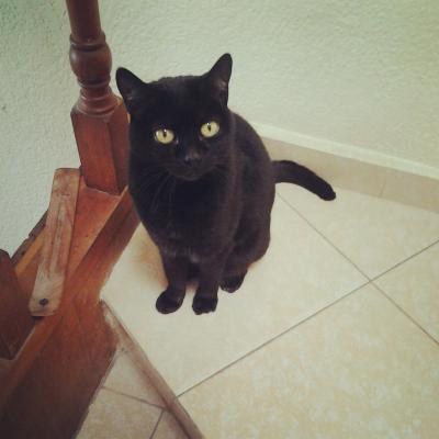 Gatita