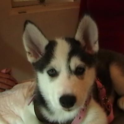 Husky