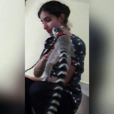 Lemur Cola Anillada