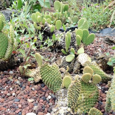 Opuntia Fondo