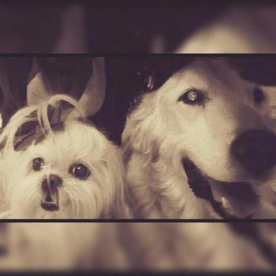 Perritos