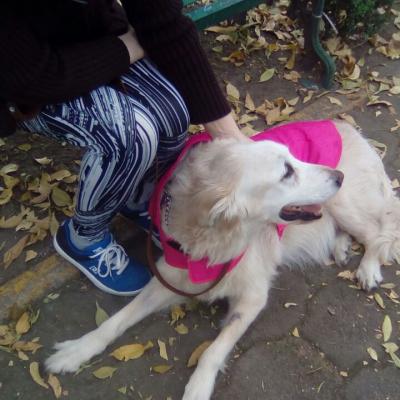 Perro Labrador