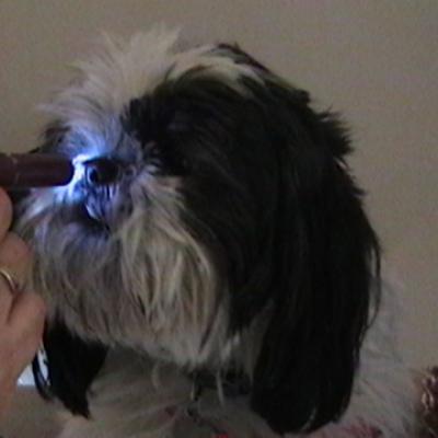 Perro Revision