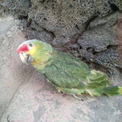 Registro Perico