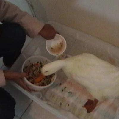 Rehabilitacion Pato