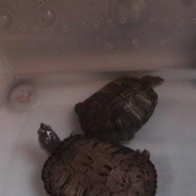 Tortugas Registro
