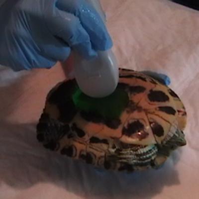 Ultrasonido Tortuga