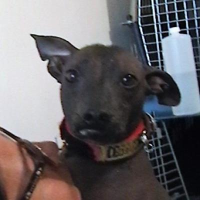 Xolo